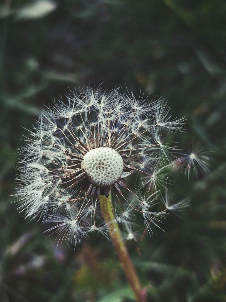 dandelion, seeds, nature, macro, spring, herb, flower, botanical