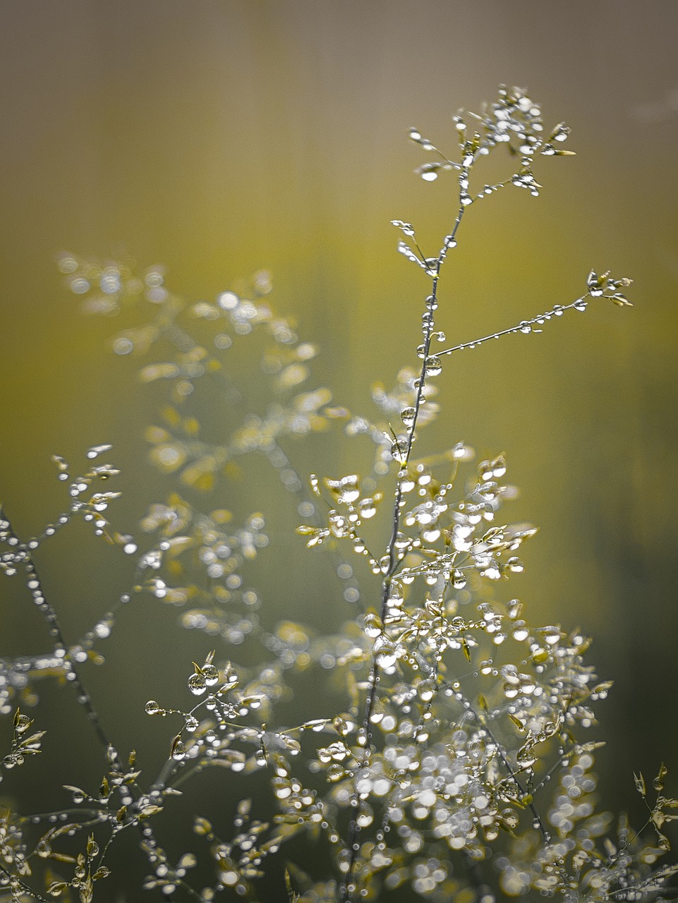 plants, dew, drops, nature, grass, light, depth of field, bokeh