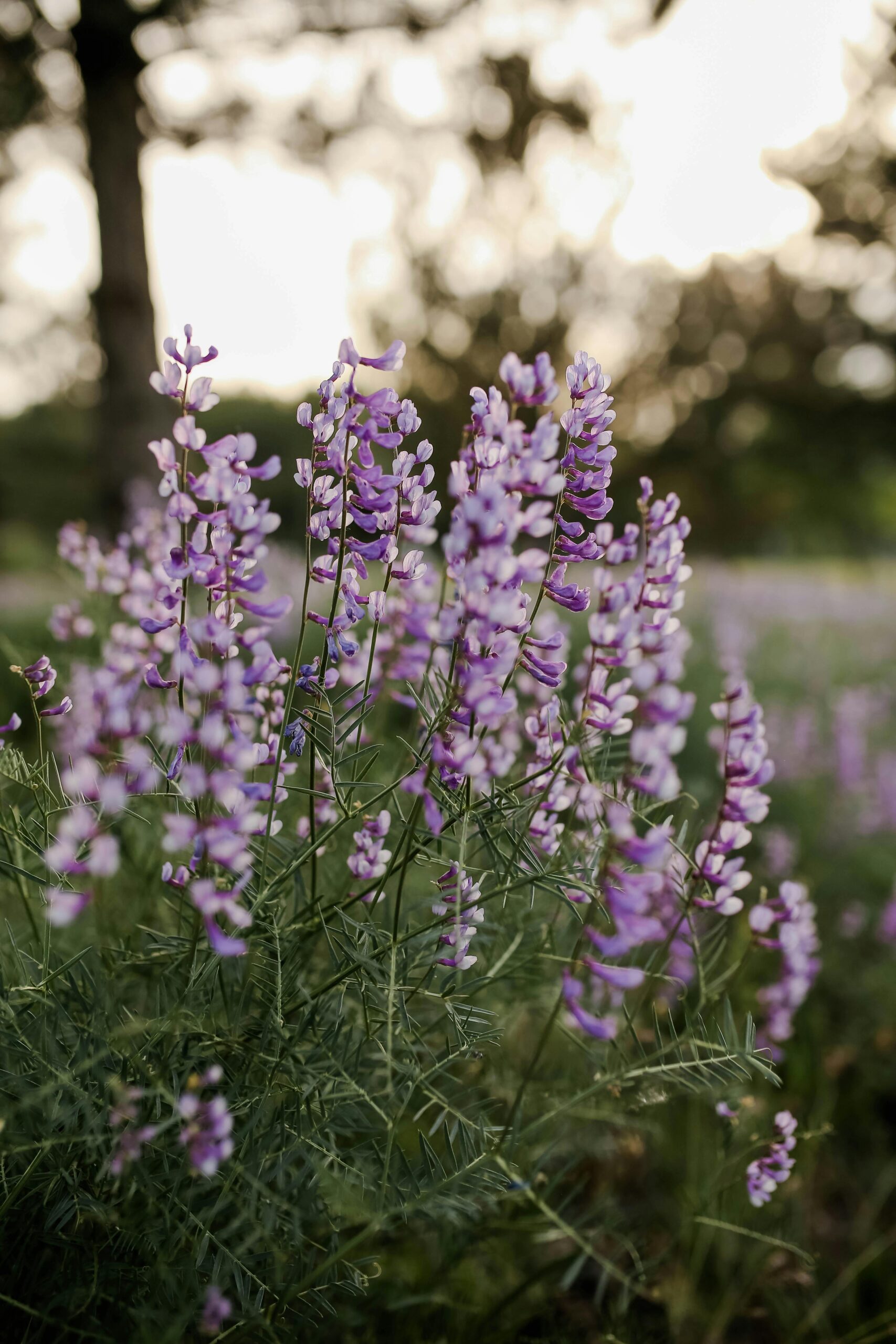 Vibrant lavender flowers with a blurred background outdoors
